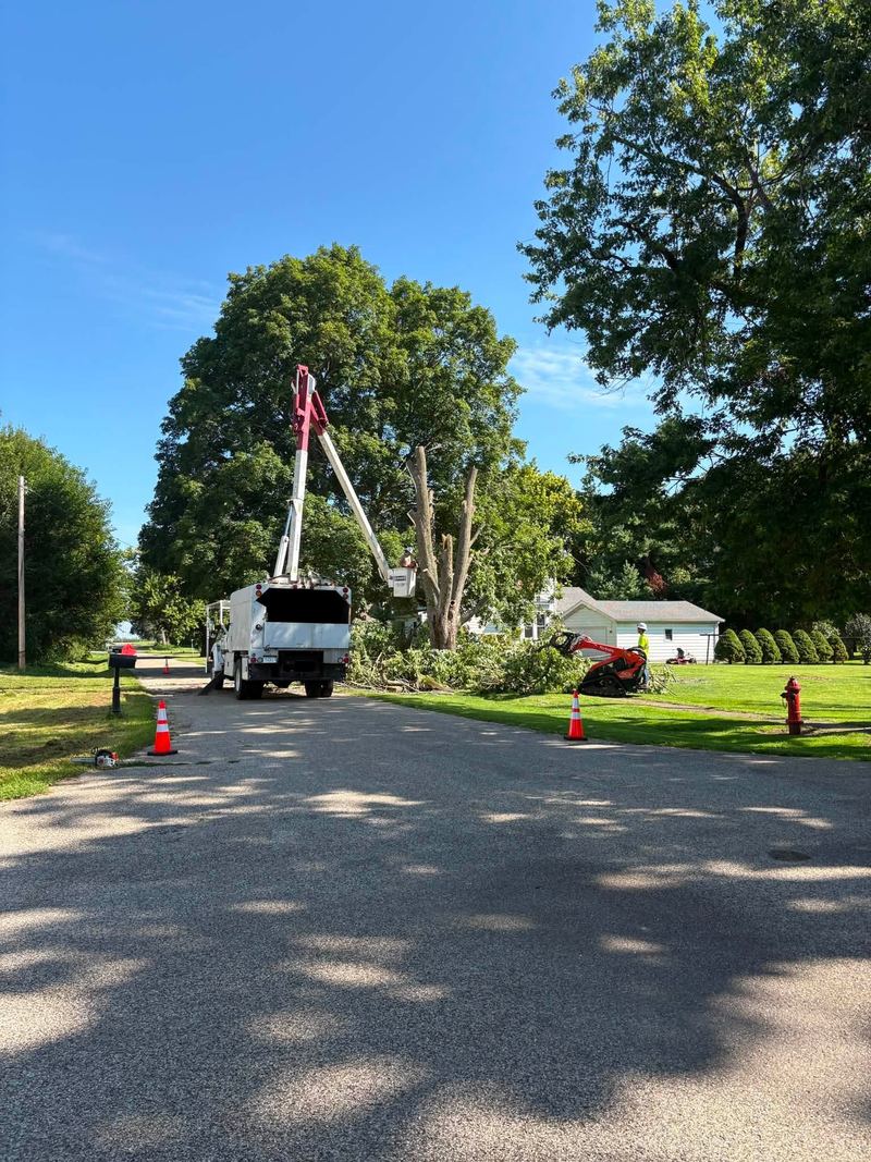 Bucket truck working on a big tree at the end of a street, cones out