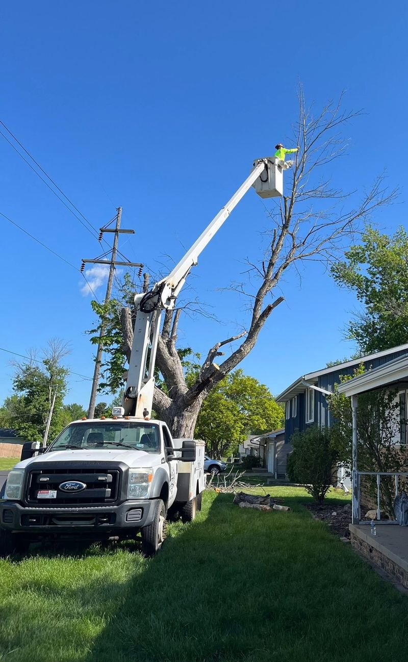 Man in a bucket truck cutting dead limbs off a bare tree next to power lines