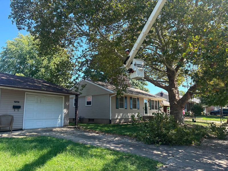 Bucket truck boom reaching up into a big leafy tree over a driveway, cut branches on the lawn