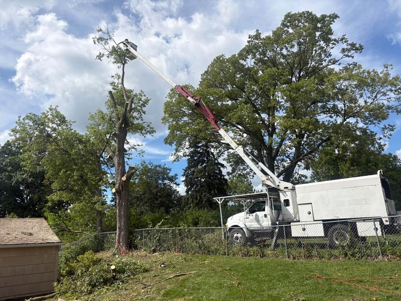 Bucket truck with its boom raised to the top of a tall tree against a cloudy blue sky