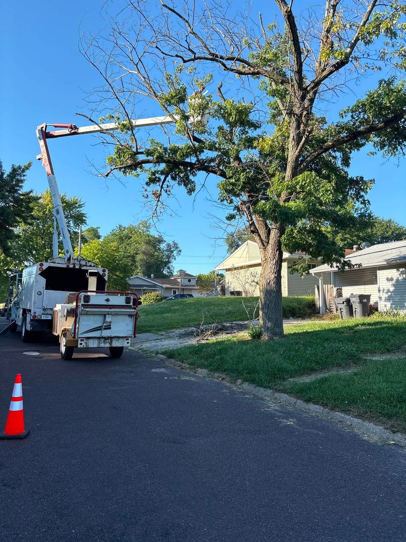 Bucket truck parked at the curb with its boom up in a street tree, an orange cone in front
