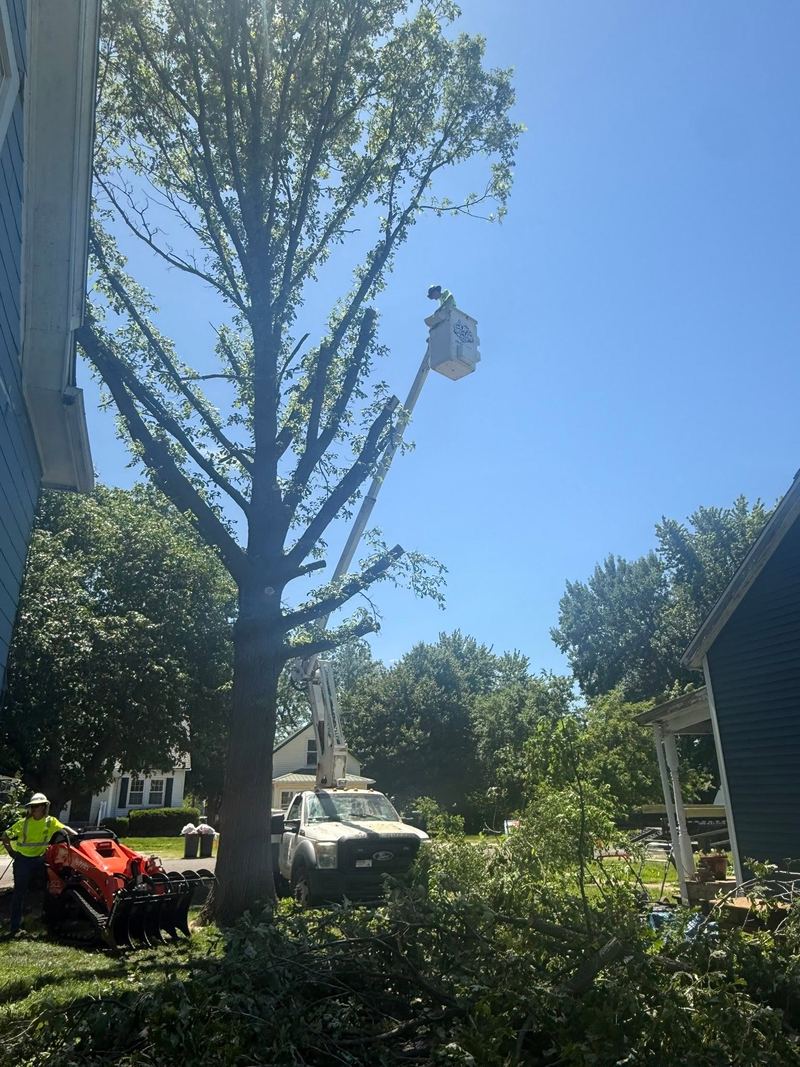 Man in a bucket high in a tall tree, an orange track loader on the ground below