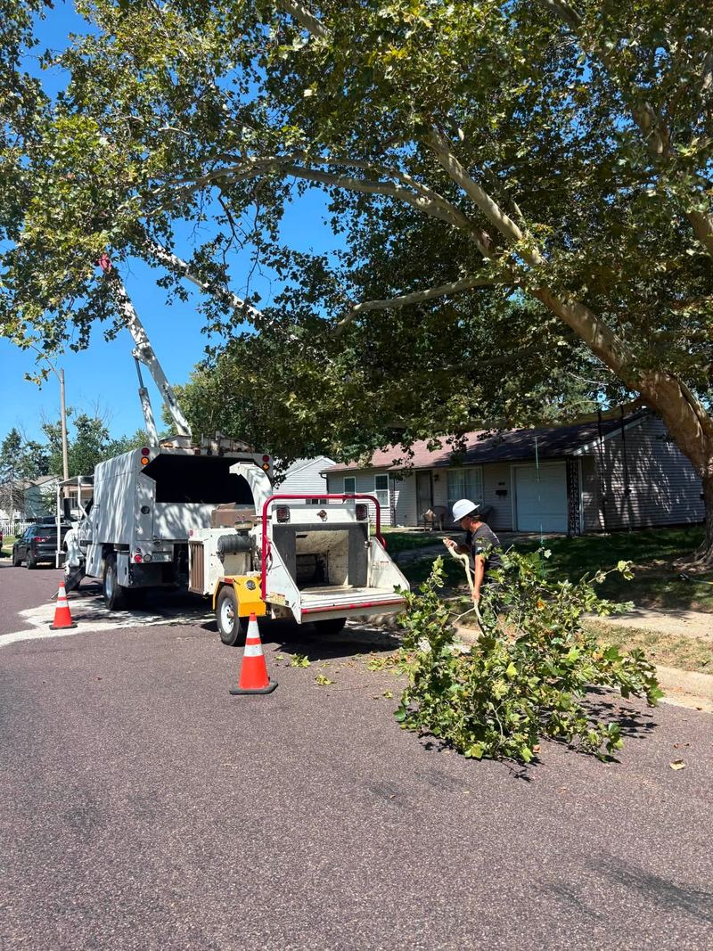 Brush chipper and bucket truck parked on a shady street, a pile of cut branches on the pavement