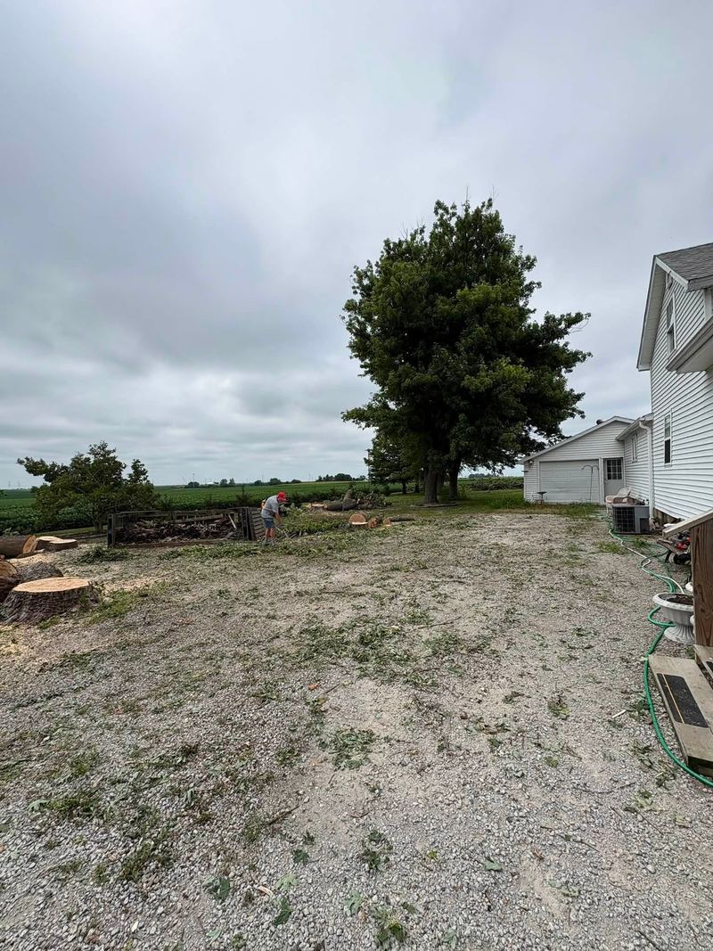 Cleared gravel lot next to a white farmhouse, one big pine tree left standing