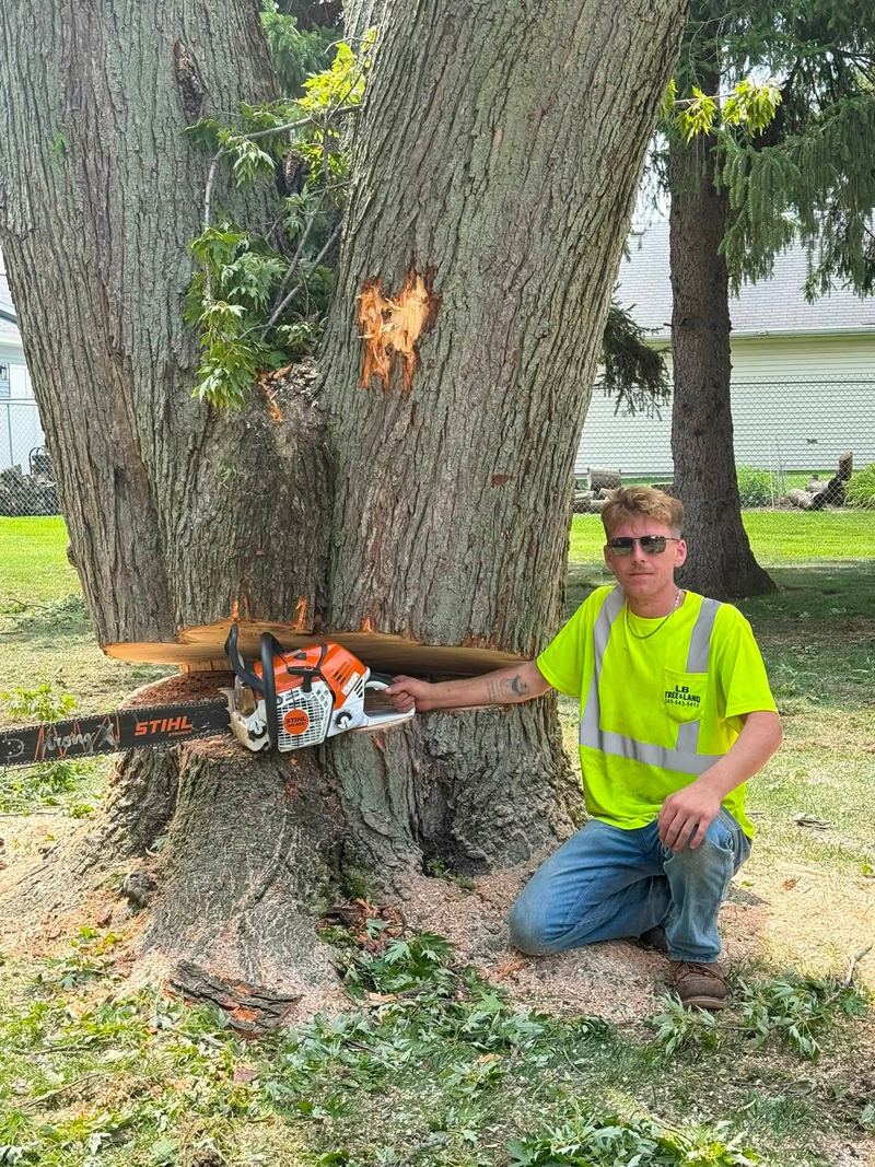 Worker kneeling at the base of a huge trunk with a long chainsaw in the cut