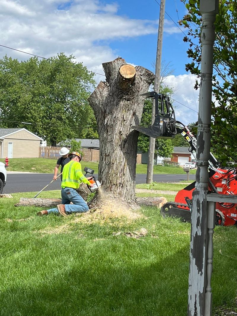 Two workers in hard hats cutting through the base of a big trunk while a loader grapple holds the top