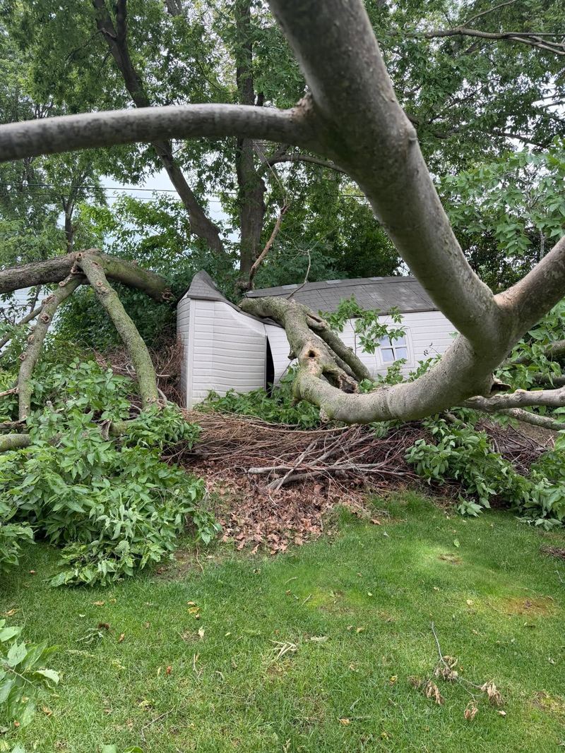A huge broken limb lying on top of a backyard shed
