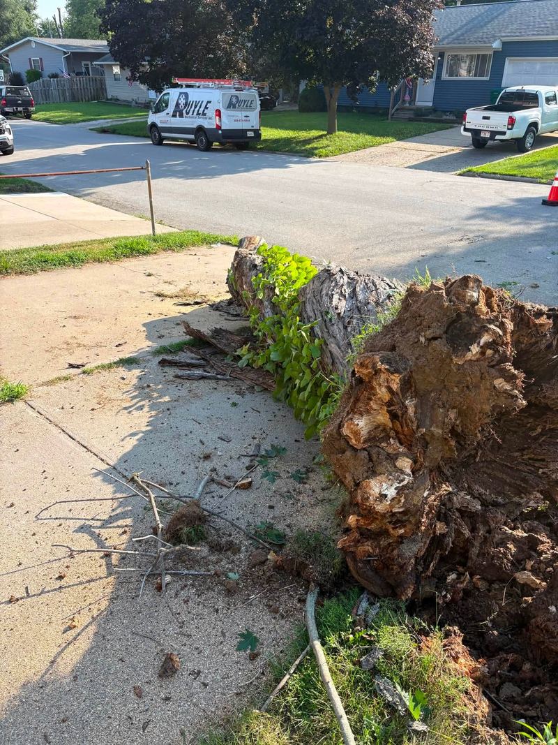 The root ball of an uprooted tree tipped up at the edge of a street